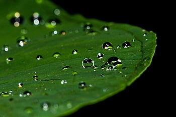 macro photography, leaf with water drop, dew drops, vibrant green leaf, nature's intricate beauty, close-up photography, macro shot, water droplets, green leaf, nature photography, dew on leaf