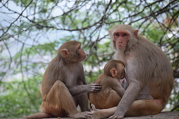 monkeys, macaque, primates, animals, mammals, wildlife, nature, baboons, zoo, india, primate
