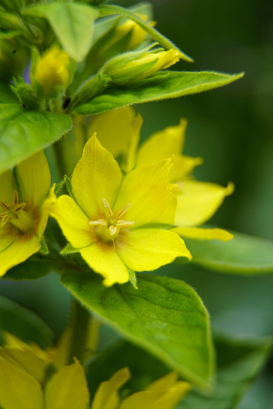květy, lysimachia, loosestrife, Příroda, rostlina, krásné květiny, květiny, žlutá, červen, letní, květinové tapety