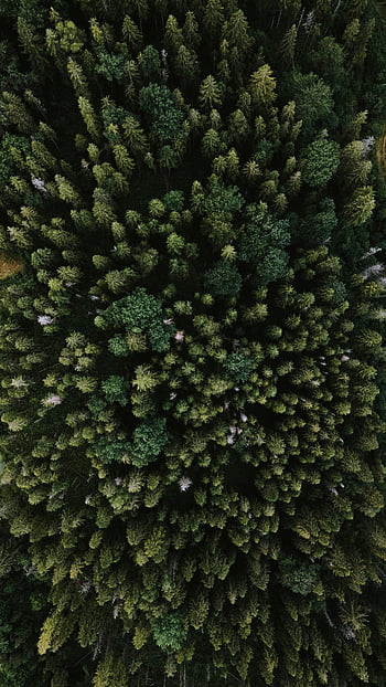 ilmakuva, drone-laukaus, metsän katos, rehevä metsä, tiheä metsä, puupäät, luonnon valokuvaus, vehreys, ylhäältä alas näkymä, metsämaisema