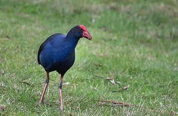 pták, fialový swamphen, porphyrio porphyrio, zvíře, volně žijících živočichů, ptačí, peří, Příroda, zobák, účtovat, vodní pták
