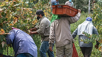 grape harvesting, vineyard workers, agricultural labor, lush vineyard, grape pickers, harvesting season, farm workers, vineyard scene, grape collection, agricultural activity, vineyard harvest