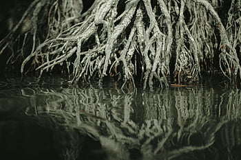 mangrove tree roots, reflecting in river, close-up, natural growth, environmental beauty, water reflection, mangrove roots, river water, ecological beauty, nature photography, wetland ecosystem