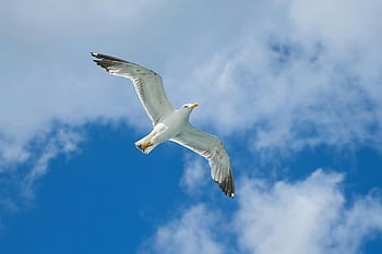 seagull, flying seagull, blue sky, fluffy clouds, freedom, flight, bird in flight, wildlife photography, nature, outdoor, seagull in sky