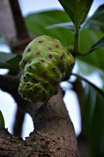 noni, natură, fruct, sănătos, copac, verde, pădure, organic, creştere