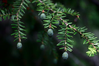 헴록, 이파리, 콘, 분기, 바늘, 잎, 침엽수 뿔, 구과 식물, 상록수, 츠가, Tsuga Canadensis