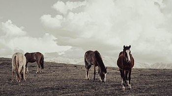 hayvanlar, doğa, peyzaj, memeli, Türler, fauna, kırsal bölge, otlak, dişli doruk, dağ, Peru