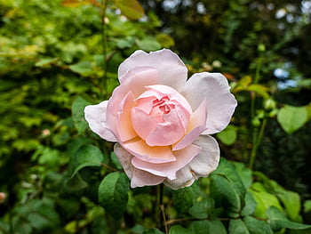 makro, blomst, baggrund, blomster, tæt på, kronblade, farverig, plante, flor, blomstre, tapet