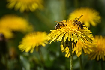bees, insects, honey Bees, close Up, nature, world Bee Day, macro, pollen, yellow, pollinator, pollination