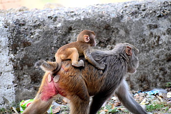mother Monkey, baby, motherhood, mom, ape, family, child, nature, animal, cute, wildlife