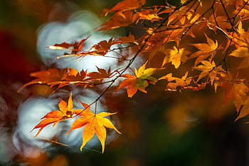 japonský javor, listy, podzim, větev, strom, acer palmatum, Příroda, detailní, bokeh