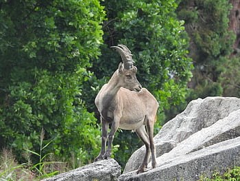 kamienna koza, skała, rogi, stoisko, ssak, koziorożec alpejski, Płeć żeńska, Natura, alpejski, wspinać się, ogród zoologiczny