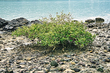 mangrove, tree, beach, tidal Flat, sea, tropical, leaves, life, natural