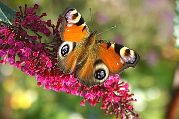 motýl, květ, opylit, opylování, hmyz, okřídlený hmyz, motýlí křídla, flóra, fauna, květinové tapety, Příroda