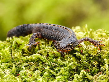 alpský mlok, čolek, obojživelník, Příroda, fauna, volně žijících živočichů, fotografování divoké zvěře, divočina, zvíře, živočišného světa, zblízka