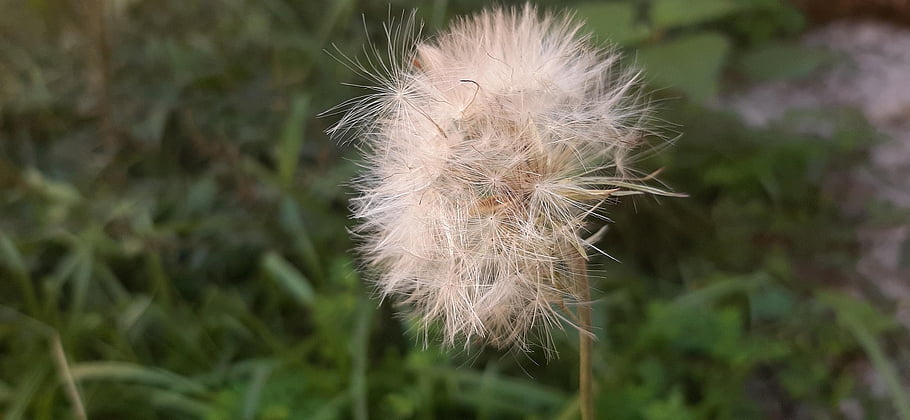 꽃, 민들레, 야생화, 씨앗, 씨앗 머리, 불기둥, 일반적인 민들레, 꽃 피는 식물, 식물, 민들레 무리, 플로라