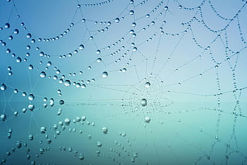spider web, drops of water, dew droplets, macro shot, reflective scene, serene scene, spider web dew, water droplets, web with dew, nature photography, spider web photography