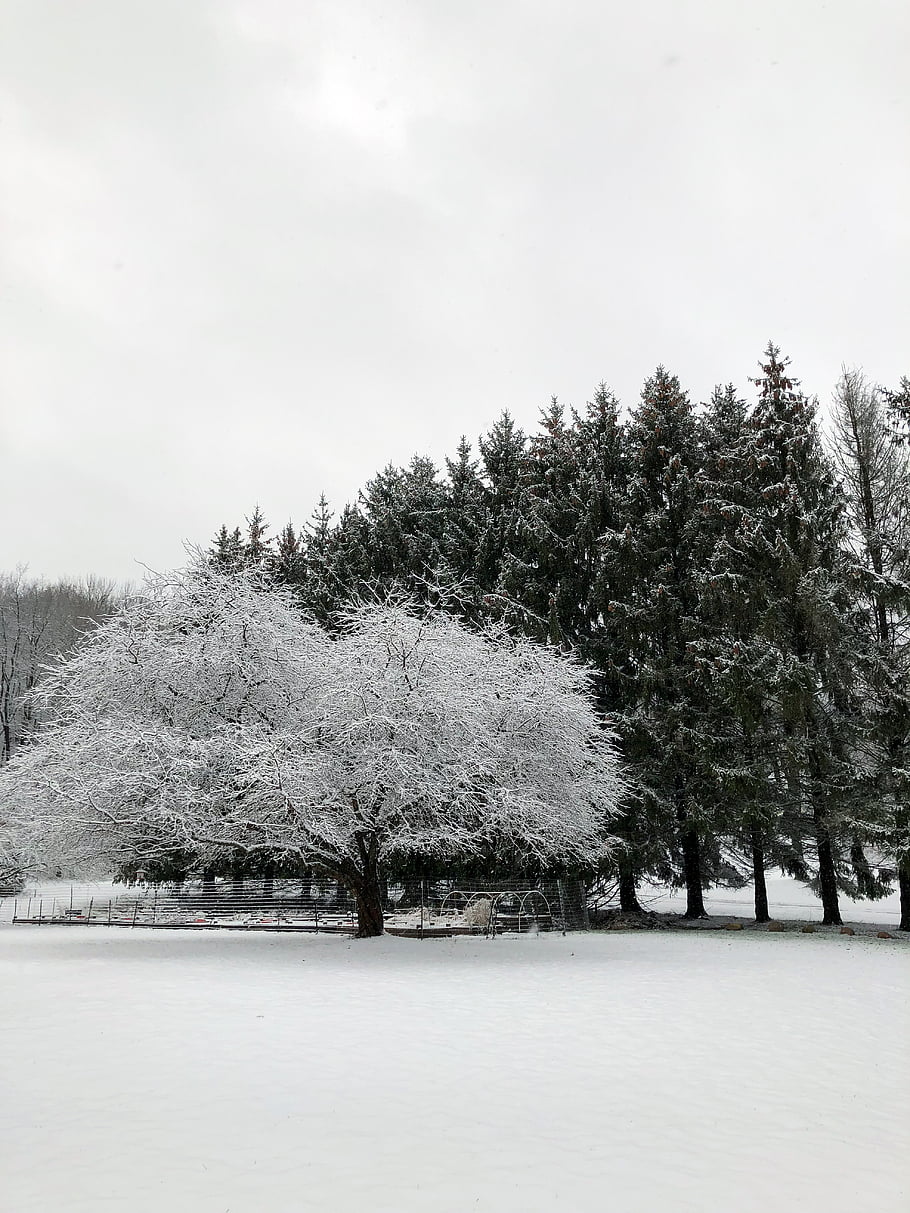 sníh, strom, zimní, bílý, Příroda, krajina, scéna, scenérie, Pozadí, zasněžený, Studený