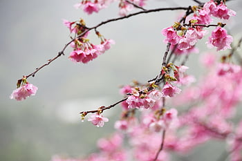 bloemen, sakura, cerasus campanulata, bloem achtergrond, mooie bloemen, takken, bloem behang, bloemblaadjes, natuur, boom, bloem