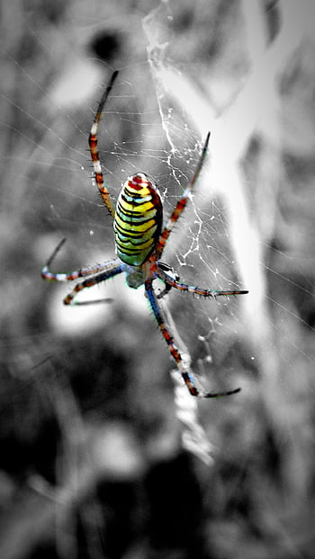 spider, arachnid, spider Web, cobweb, web, orb, weaver, insect, bug, arachnophobia, nature