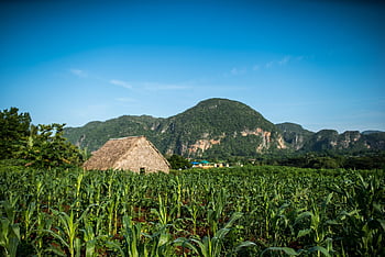 ファーム、 プランテーション、 たばこ農場、 畑、 農業、 山岳、 タバコ、 ビニャレス、 キューバ、 風景