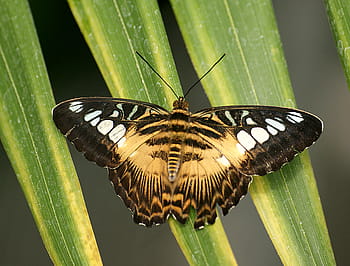 klipr, parthenos sylvia, motýl, Příroda, hmyz, makro, lepidoptera, květ, Jížní Asie, rychlé létání, zalesněné oblasti