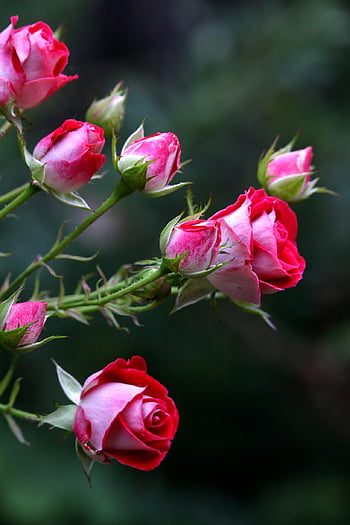 roses, garden, rose Petals, bush Rose, rosebuds, bud, flora, petals, nature, cottage Garden, bloom