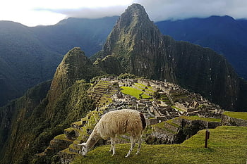 machu Picchu, lama, peru, alpaca, llama, landscape, inca, cusco, animal, travel, peruvian