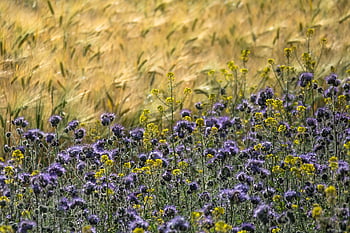phacelia, ječmen, hořčice, Příroda, květinové proužky, krásné květiny, květinová louka, včela příteli, Včelí pastviny, květinové tapety, orná hořčice