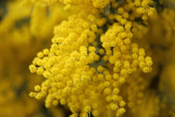 yellow, flower, acacia, mimosa, botany, growth, garden, bloom, blossom