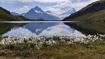 switzerland, bernese Oberland, bachalpsee, grindelwald, cotton Grass, schreckhorn, mountain, lake, panorama, alps, mirror Effect