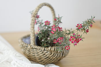 vårblomster, små gryter, ratan-telefon, liten blomst, koreansk blomst, rosa blomst, små blomsterpotter, rotting blomsterpotter, små blomster, koreanske blomster, rosa blomster