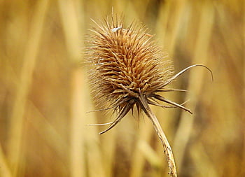 dipsacus, beautiful Flowers, nature, teasel, flower, plant, flower Wallpaper, prickly, stem, flower Background, seed Head