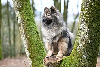 Pes, eurasier, Eurasier Plinn, zvíře, psí, pejsek, rozkošný, domácí zvíře, savec, ženský, společník