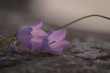blue Bell, bell Flower, flower Background, flower, bloom, hd Wallpaper, blue, spring, garden, beautiful Flowers, blossom