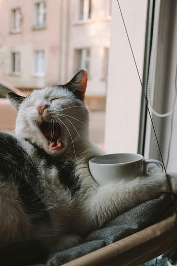 cat yawning, close-up photo, cute cat, resting by window, coffee cup, cozy indoor scene, pet photography, animal photos, home comfort, feline moments, morning routine