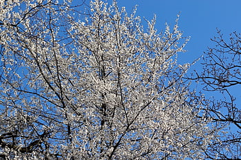 blackthorn, sloe, sour Plum, plum Blossoms, german Acacia, plum, tree, nature, prunus Spinosa, hedge Thorn, blossom