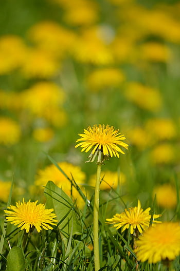pampeliška, pampeliška chmýří, žluté květy, květ, zblízka, květy, Příroda, jaro, rostlina, taraxacum, pes květina