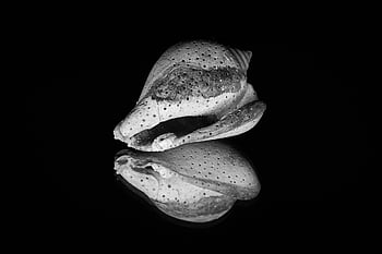 shell, seashell, sea, clam, contrast, black Background, nature, reflection, mirror, predmeta, object Shooting