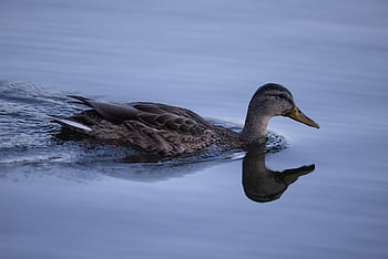 duck, mallard, swimming, water, river, pond, animal, bird, avian, beak, feathers