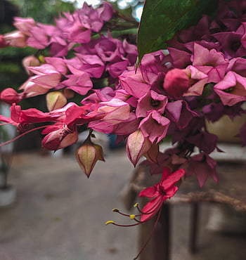 flores, φυτά, naturaleza, vida, rojas, lindas, rosada