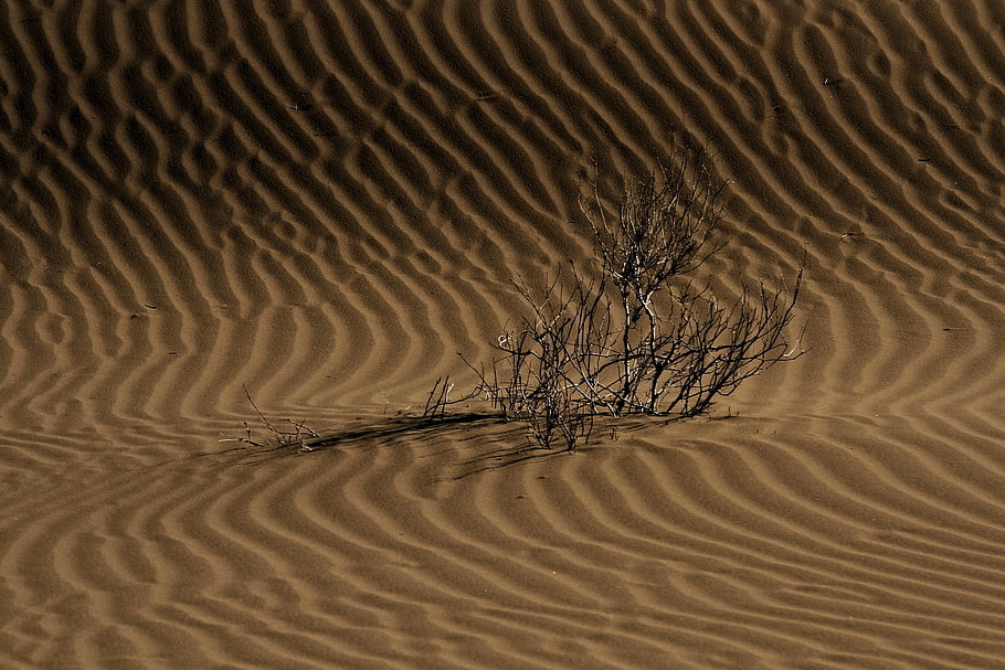 desert, sand, grass, tree, iran, kashan, nature, landscape, minimal, texture