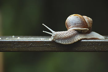 hlemýžď, přírodní rezervace, Chráněné zvíře, shell, měkkýš, senzor, sliz, plazit se, zpomalit, kryt, zvíře