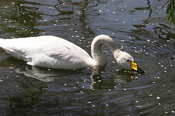swan, bird, river, waterfowl, water Bird, water, lake, wildlife, nature, pond, avian