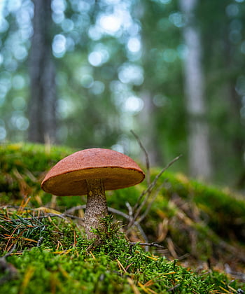 hnědá houba, lesní houby, mechová podlaha, živé detaily, detail, Příroda, venkovní, les, zemitý, zeleň, bokeh pozadí