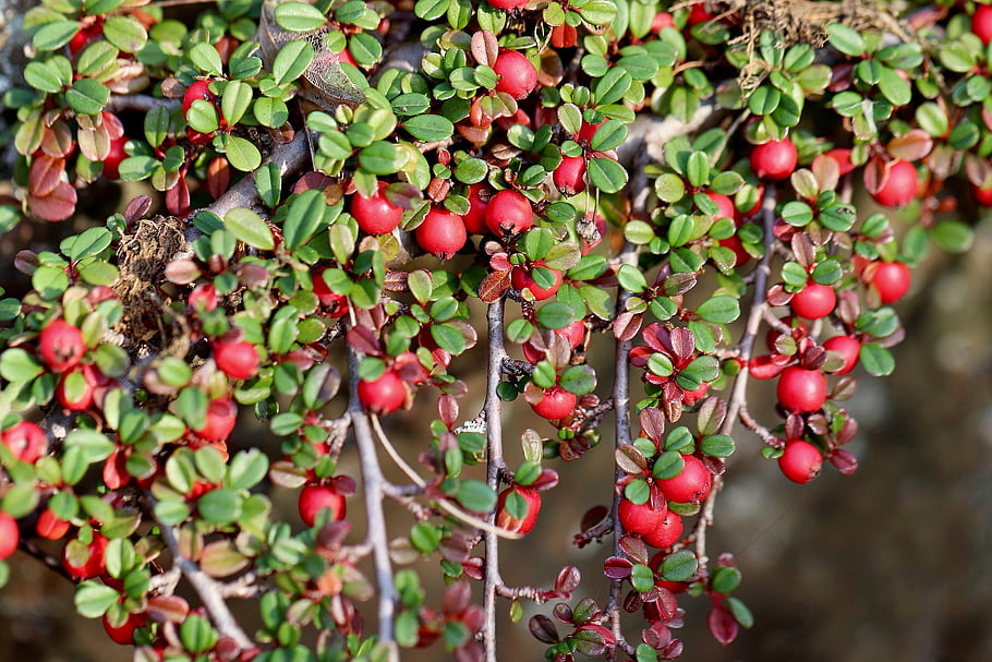 cotoneaster, berry, ground Cover, cotoneaster Horizontalis, fan Cotoneaster, subjects Medlar