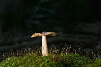 disk houba, lesní houby, houba, mech, les, lesní podlaha, podzim, Příroda, zblízka