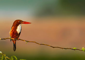 white-throated kingfisher, small bird, perched on branch, nature background, blurred background, wildlife photography, bird photography, outdoor scene, natural habitat, bird on branch, white-throated kingfisher perched