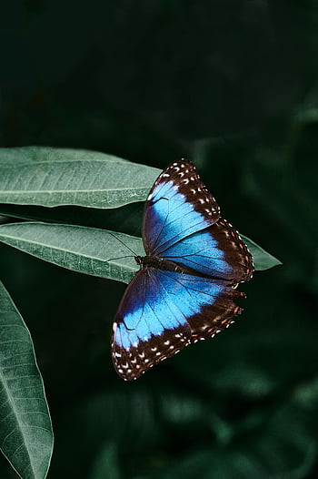 Blue Morpho butterfly, black Morpho butterfly, green leaf, close-up, vivid colors, nature photography, blue wings, black spots, lush green, butterfly on leaf, natural beauty