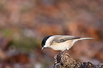 bird, marsh Tit, park, winter, ornithology, branch, beech, nature